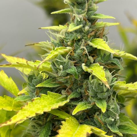 Skunk Auto growlog timeline photo
