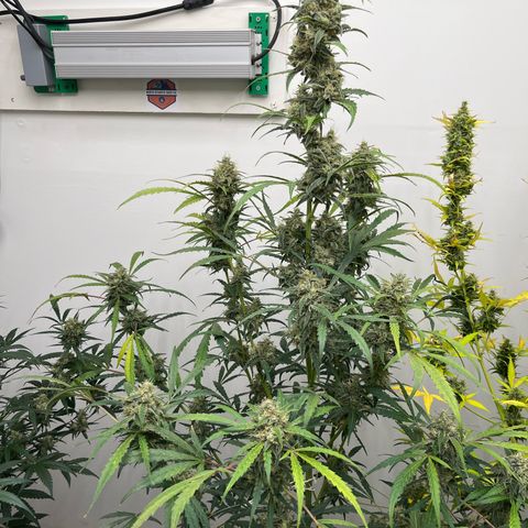 Banana Jealously growlog timeline photo