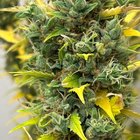 Skunk Auto growlog timeline photo