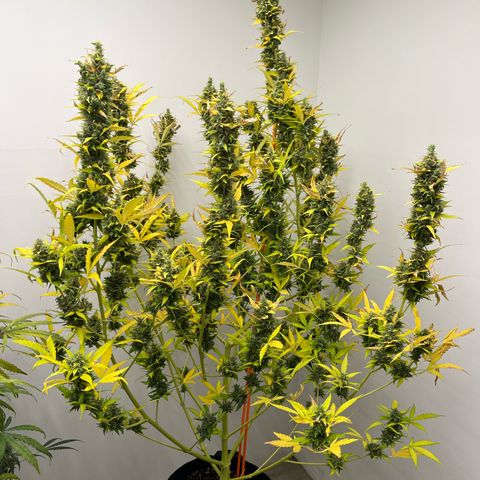 Skunk Auto growlog timeline photo