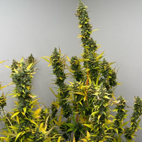 Skunk Auto growlog timeline photo