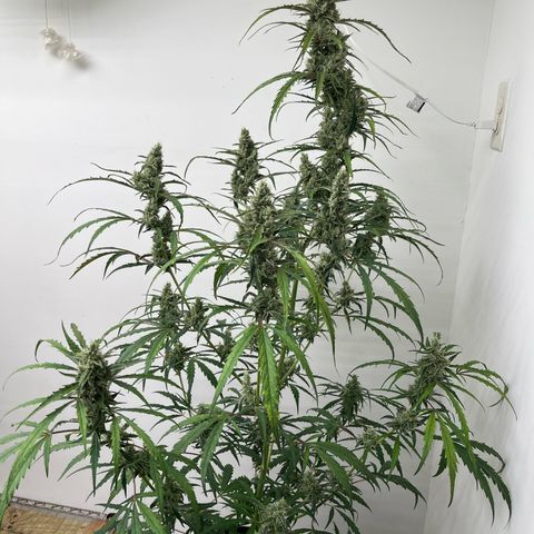 Peach Crescendo  growlog photo: Day 77