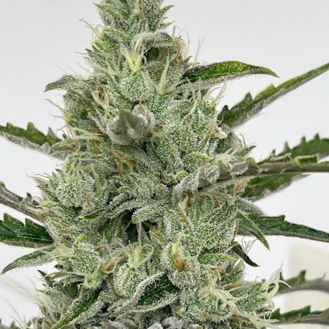 Peach Crescendo  growlog photo: Day 77