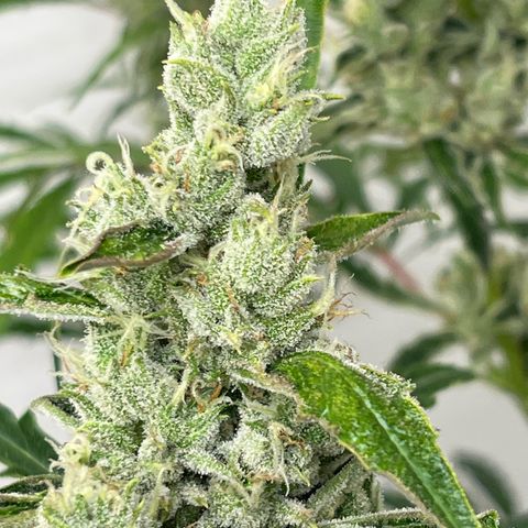 Peach Crescendo  growlog photo: Day 77