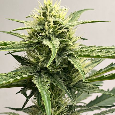 Peach Crescendo  growlog timeline photo