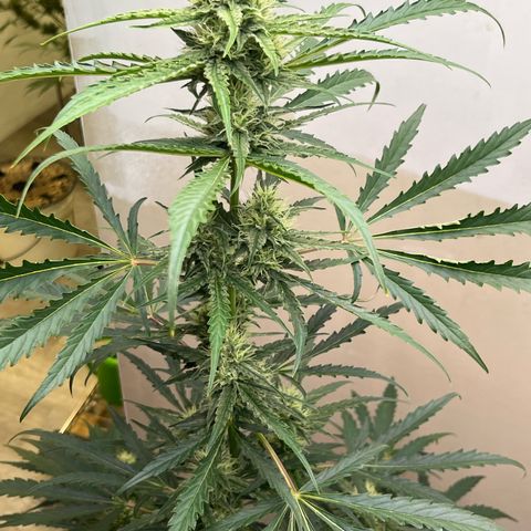 Peach Crescendo  growlog timeline photo
