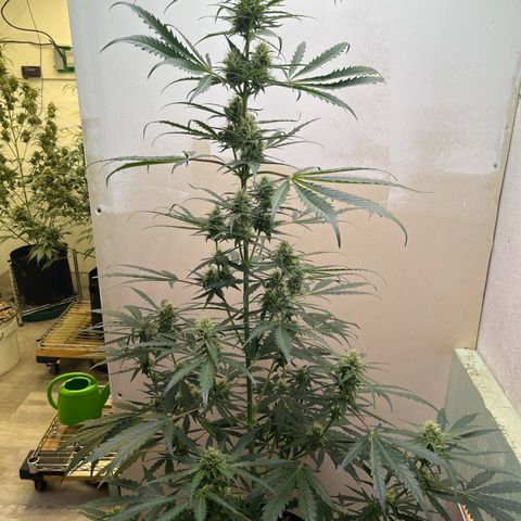 Peach Crescendo  growlog timeline photo