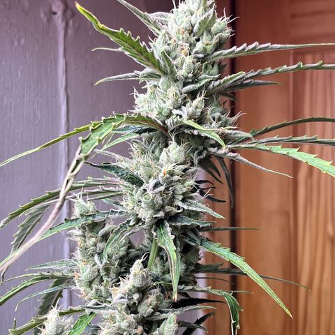 Peach Crescendo  growlog photo: Day 78