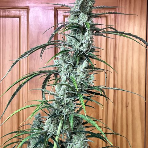 Peach Crescendo  growlog photo: Day 78