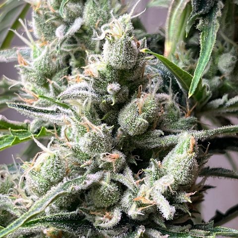 Peach Crescendo  growlog photo: Day 78