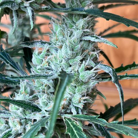 Peach Crescendo  growlog photo: Day 78