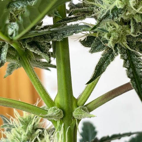 Peach Crescendo  growlog photo: The Calyx on this are huge
