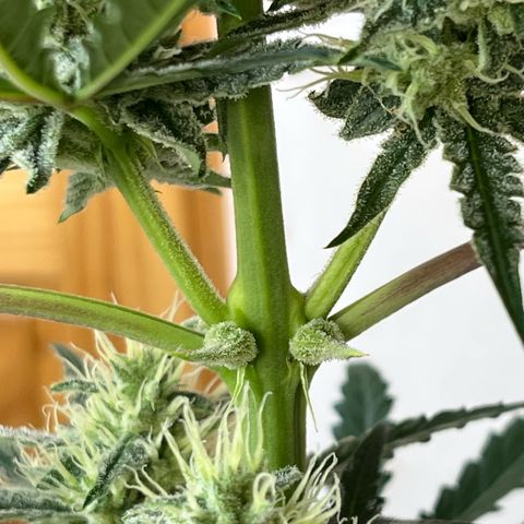 Peach Crescendo  growlog timeline photo
