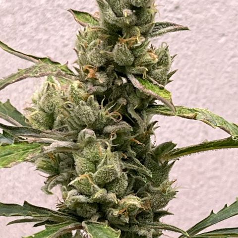 Peach Crescendo  growlog photo: Day 81
Huge Calyx 