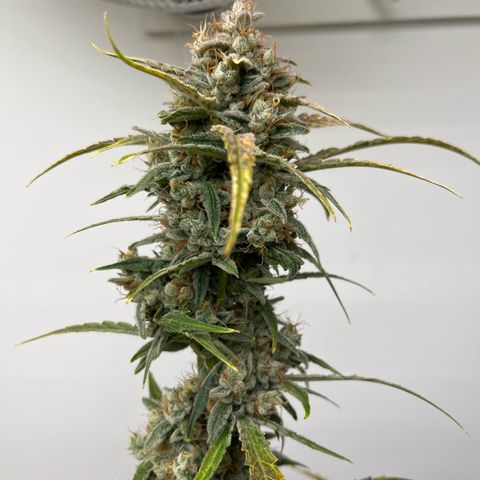 Banana Jealously growlog timeline photo