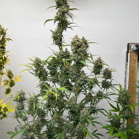 Banana Jealously growlog timeline photo