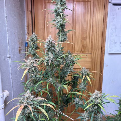 Banana Jealously growlog photo: Not ready 