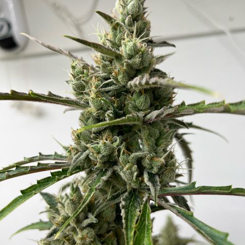 Peach Crescendo  growlog photo: The old girl
Day83