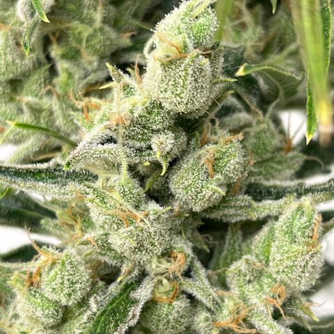 Peach Crescendo  growlog photo: The old girl
Day83