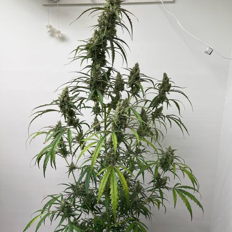 Peach Crescendo  growlog photo: The old girl
Day83