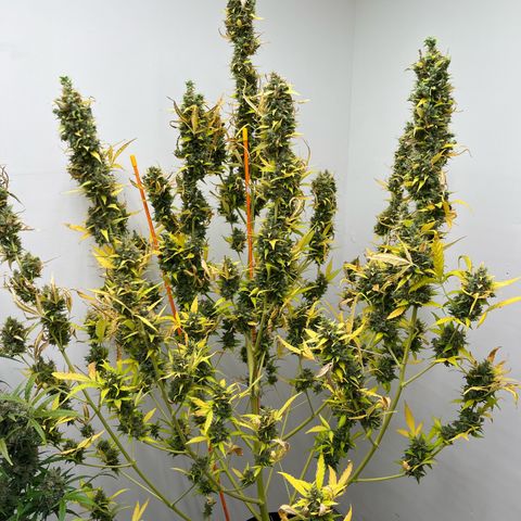 Skunk Auto growlog photo: This has been neglected
Fresh freeze and wash this one!