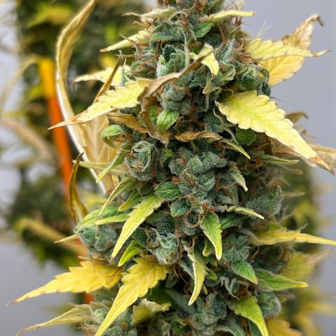 Skunk Auto growlog photo: This has been neglected
Fresh freeze and wash this one!