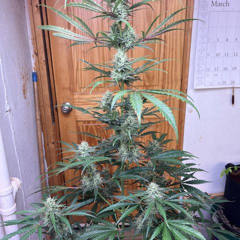 Peach Crescendo  growlog timeline photo