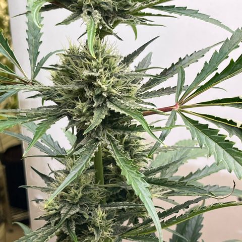Peach Crescendo  growlog timeline photo