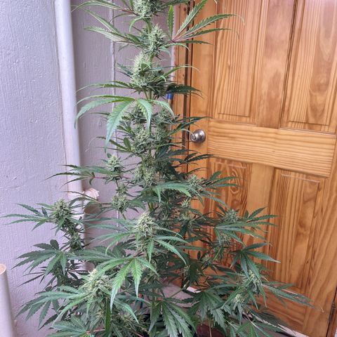 Peach Crescendo  growlog timeline photo