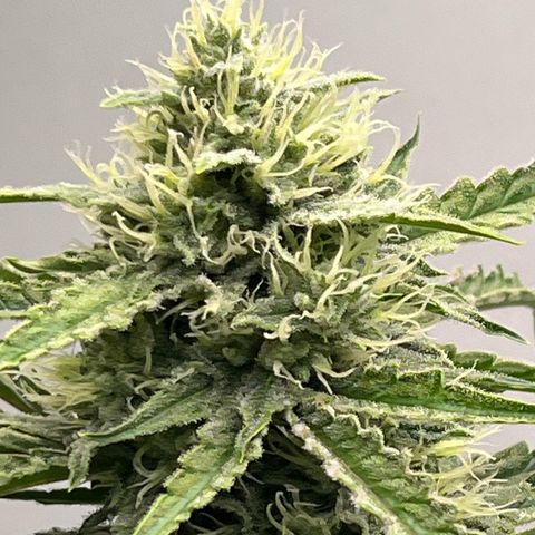 Peach Crescendo  growlog timeline photo