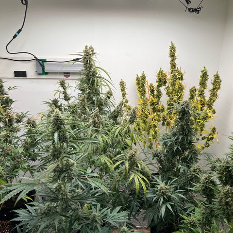Skunk Auto growlog timeline photo