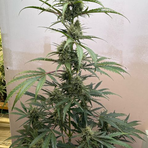 Peach Crescendo  growlog photo: The straggler, the old one was so stunted I didn’t think that it would do anything.