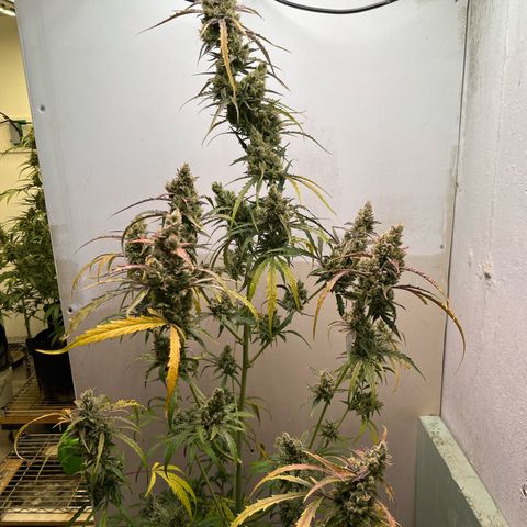 Peach Crescendo  growlog timeline photo