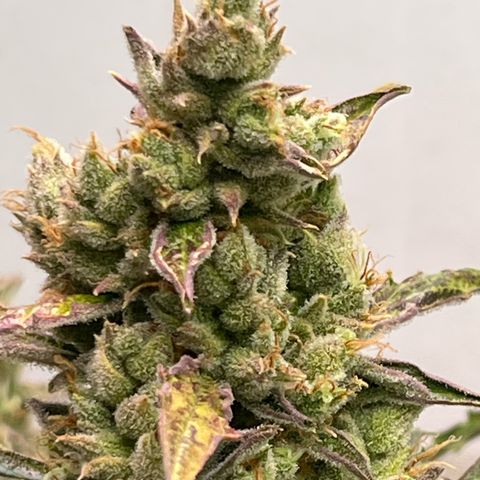 Peach Crescendo  growlog timeline photo