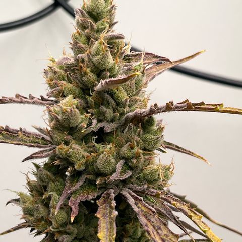 Peach Crescendo  growlog timeline photo