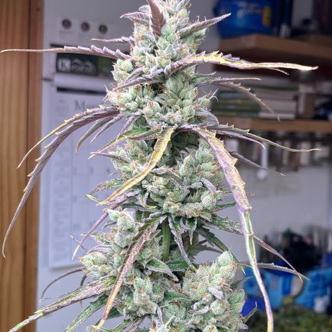 Peach Crescendo  growlog timeline photo