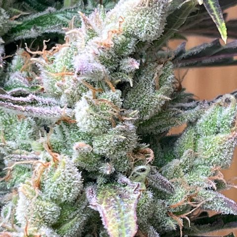 Peach Crescendo  growlog photo: Chop day 
Day88