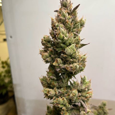Peach Crescendo  growlog photo: Day89!!!