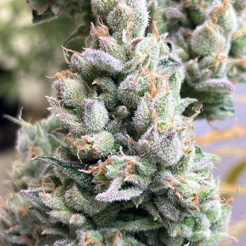 Peach Crescendo  growlog photo: Day89!!!