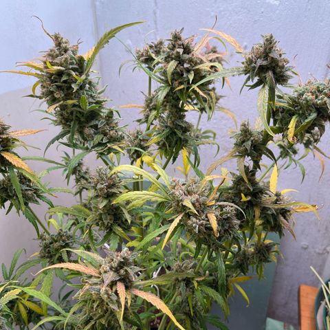Banana Jealously growlog photo: Chop chop!