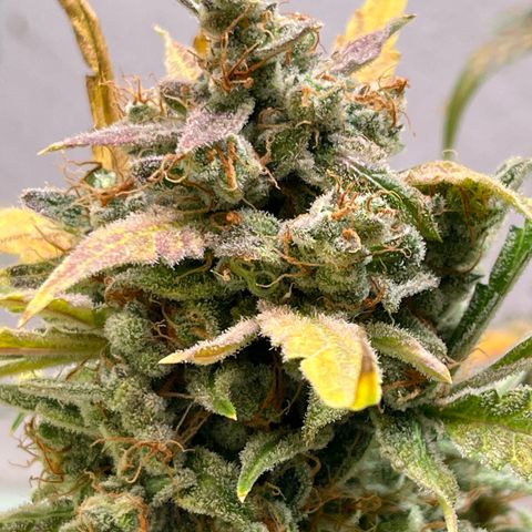 Banana Jealously growlog photo: Chop chop!