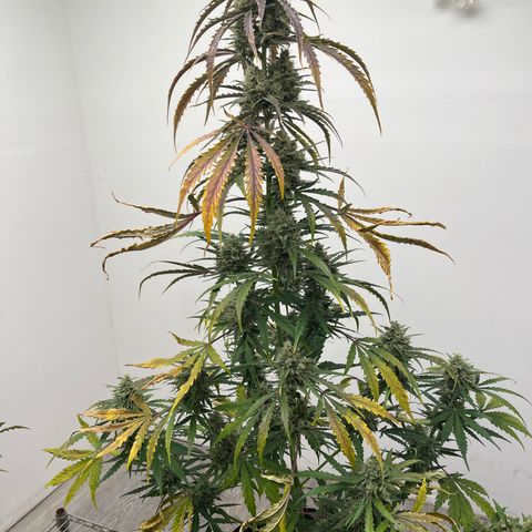 Peach Crescendo  growlog timeline photo