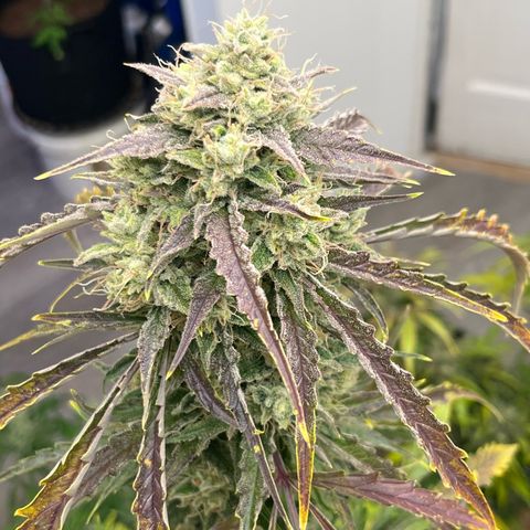 Peach Crescendo  growlog timeline photo