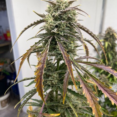 Peach Crescendo  growlog timeline photo