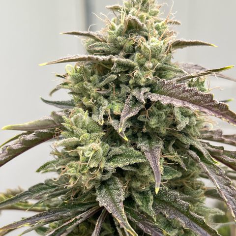 Peach Crescendo  growlog timeline photo