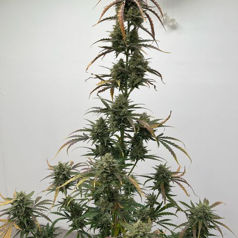 Peach Crescendo  growlog photo: No finish tea and should have had one, good experiment 