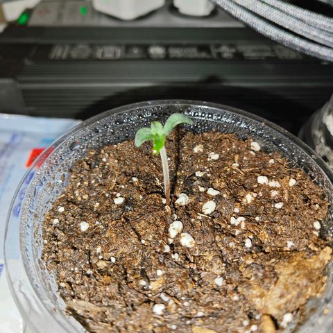 F1 Milky way growlog timeline photo