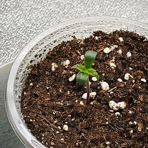 F1 Milky way growlog timeline photo