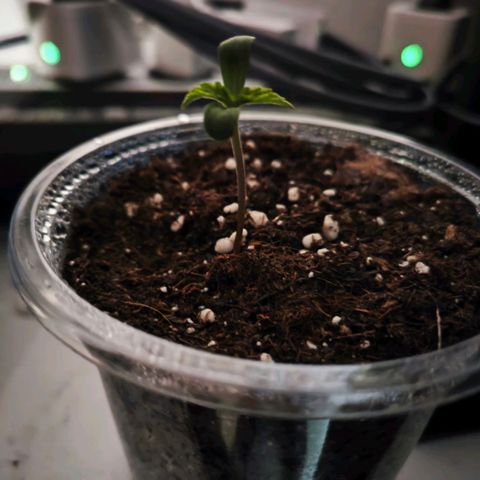 F1 Milky way growlog timeline photo