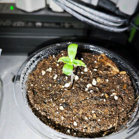 F1 Milky way growlog timeline photo
